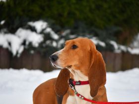 Die zauberhafte Melli, eine reinrassige Basset Artesien Normand sucht ein neues Zuhause.