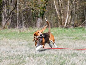 Die zauberhafte Melli, eine reinrassige Basset Artesien Normand sucht ein neues Zuhause.