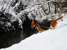 Beau sucht ein neues Zuhause. Ein reinrassiger Basset Artesien Normand Rüde.