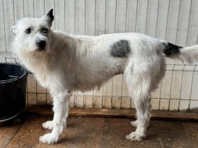 Zarte Seele Pauline sucht Sicherheit und Liebe