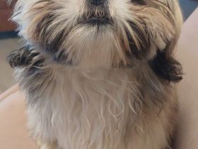 Vermittlung mit Herz – kleiner Hund sucht großes Zuhause/Szívből jövő örökbefogadás – egy kis kutya