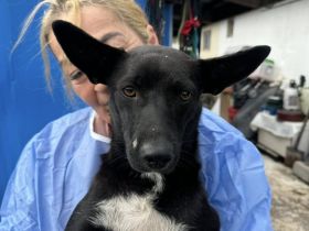 Lisel: Blickfang mit sanfter Seele