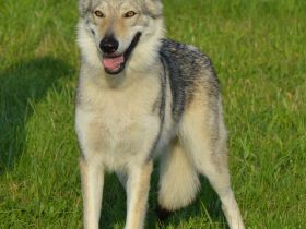 Tschechoslowakischer Wolfshund aus dem Ursprungsland