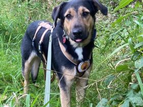 Calle wartet auf seine Menschen