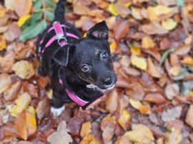 Minimaus Lütje sucht ihre eigene Familie