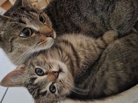 BKH mix Kitten zuckersůsse Seelenkatzen