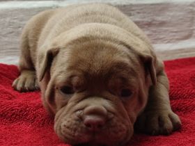 Old English Bulldog Oeb Welpen