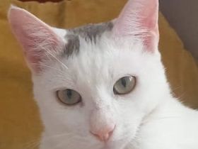 Gizmo, geb. ca. 07/2024, lebt in GRIECHENLAND, auf einer privaten Pflegestelle