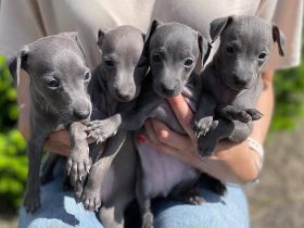 🥨👣4 Italienische Windspielwelpen verfügbar🥨👣