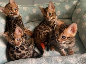 Reinrassige Bengal Kitten