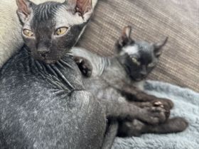 Sphynx Elfensphynx kitten dürfen bald ausziehen ❤️