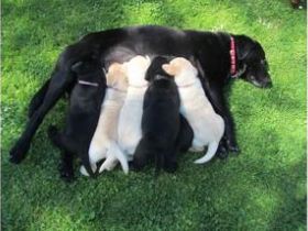 Reinrassige Labrador Retriever Welpen aus liebevoller Familienaufzucht zu verschenken.