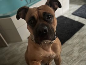 Amercan Bully Boxer mix