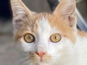 Miro, geb. ca. 06/2025, lebt in GRIECHENLAND, auf einer privaten Pflegestelle