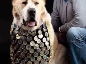 Mittelasiatische Owtscharka