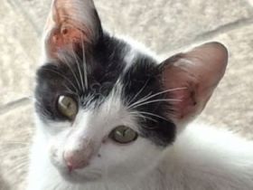 Siroka, geb. ca. 06/2025, lebt in GRIECHENLAND, auf einer privaten Pflegestelle