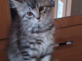 Maine Coon Kitten