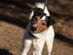 Happie - ist ein GUTE-LAUNE-HUND