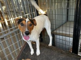 Happie - ist ein GUTE-LAUNE-HUND