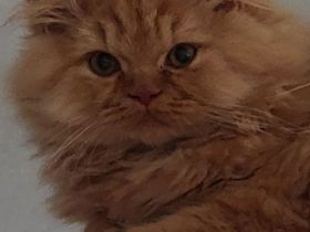 Britisch Langhaar Katerchen in Rot abzugeben