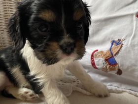 Cavalier Welpen