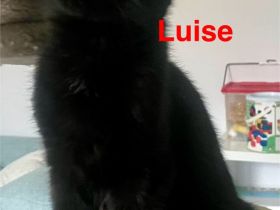 Maine Coon & Hauskatze Mix