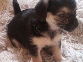 Zuckersüße & Super Aufmerksam Bolonka-Mix-Welpen..., sehr robuste & ausgewogene Züchtung