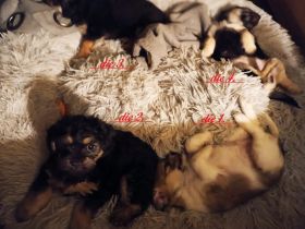 Zuckersüße & Super Aufmerksam Bolonka-Mix-Welpen..., sehr robuste & ausgewogene Züchtung