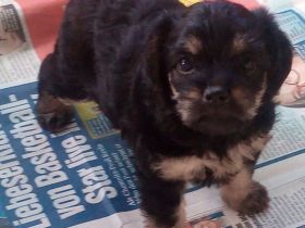 Zuckersüße & Super Aufmerksam Bolonka-Mix-Welpe-Nr.2.., sehr robuste & ausgewogene Züchtung