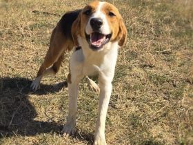 Benji ein toller Familienhund