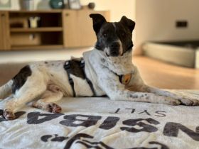 Gutmütiger Goethe sucht seine Menschen