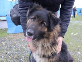 Einfühlsames Zuhause für Bodo gesucht