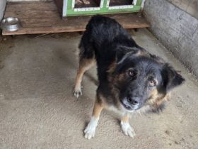 Einfühlsames Zuhause für Bodo gesucht