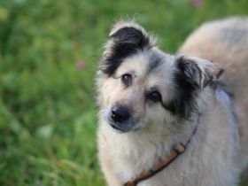 Wer verliebt sich in die hübsche Lissi?