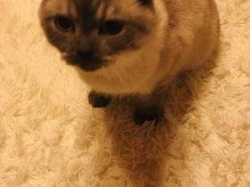 Britisch Kurzhaar Kater sucht liebevolles Zuhause