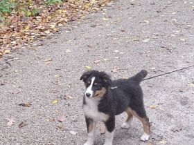 Australian shepherd welpe