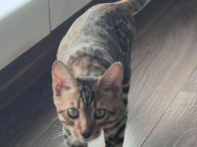 Anmutiger Kater sucht sein Königreich