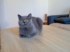 BKH-Katze in blue (Stammbaum)!