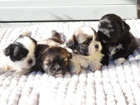 Shih Tzu Welpen
