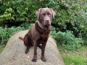 Wurfplanung braune Labradorwelpen Frühjahr 2026