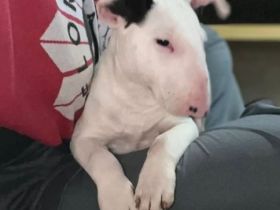 7 süße Miniatur Bullterrier Welpen