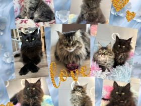 Wunderschöne reinrassige Maine Coon Kitten - weiblich