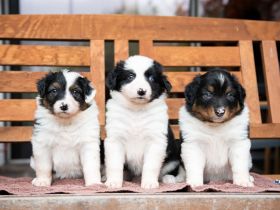 Australien Shepard Mix