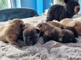 Rassmo Boston Terrier Mix Welpen