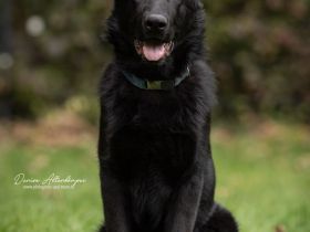 schwarzer Schäferhund Rüde