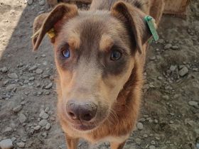 Shawna, menschenbezogen, quirlige Junghündin sucht aktive, abenteuerlustige Menschen, 1 Jahr, 46 cm