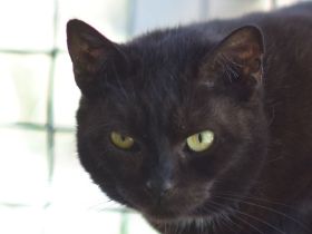 Bella, 7-jährige schüchterne, genügsame und hundeverträgliche Katze sucht ein ruhiges Zuhause