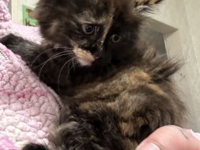 Die letze kleine Maus sucht noch ein Zuhause