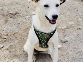 Pamela eine wunderbare Hündin