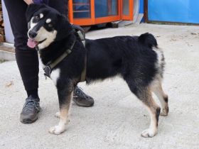 Traumhund Zorro sucht ein tolles Zuhause